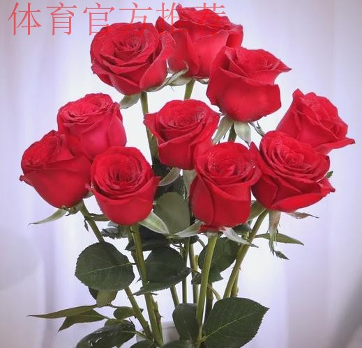 永远的经典 铿锵玫瑰至今震人心魄